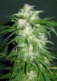 ICE KUSH 3 SEMI.FEM.